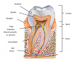 Tooth diagram